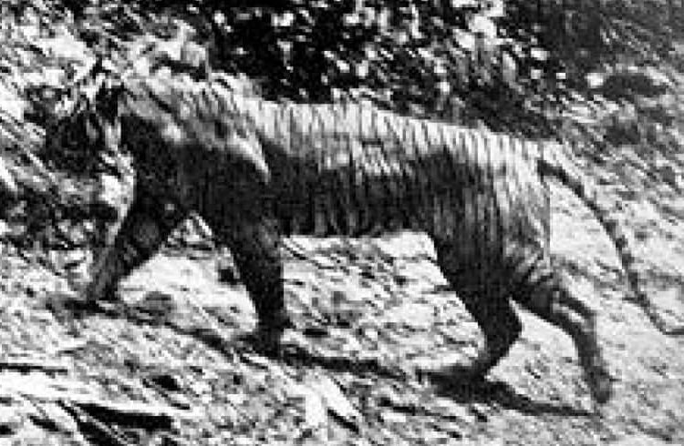 Java-Tiger Java-Tiger