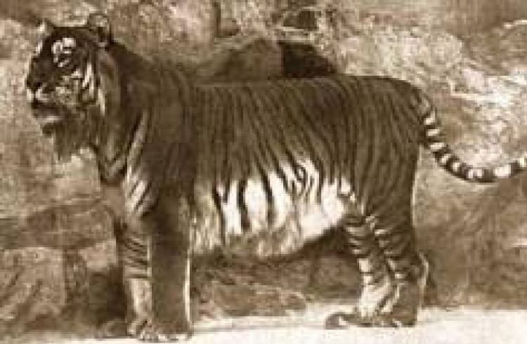 Kaspischer Tiger Kaspischer Tiger