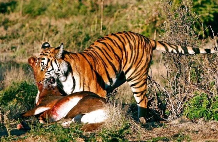 Südchinesischer Tiger Südchinesischer Tiger