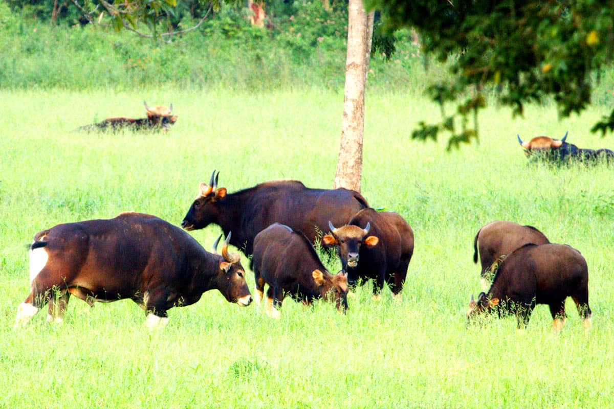 Gaur im Kui Buri NP(c)WWF Greater Mekong/Wayuphong Jitvijak Eine Herde Gaur auf grüner Wiese im Kui Buri Nationalpark (Thailand)