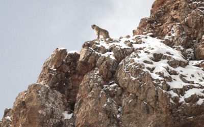 Gewinnspiel: Kinotickets für „Der Schneeleopard“