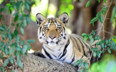 7 Erfolgsgeschichten aus dem Jahr des Tigers 2022