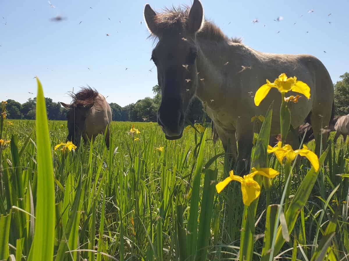 Konik-Pferde. (c) Christoph Roland