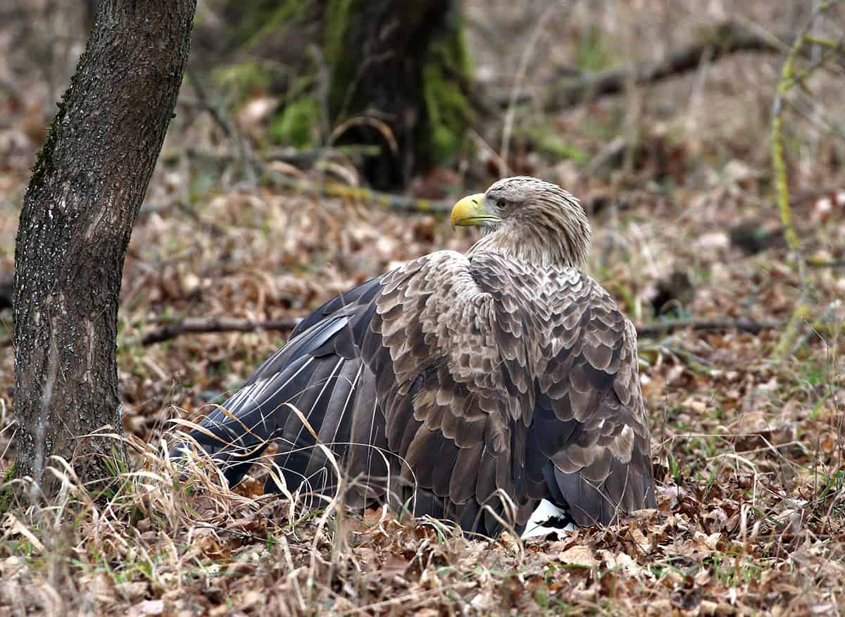 Seeadler angeschossen-vergiftet-kollidiert 1 (c) M Schmidt_BirdLife