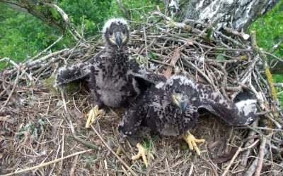Österreichische Seeadler-Familie im Livestream