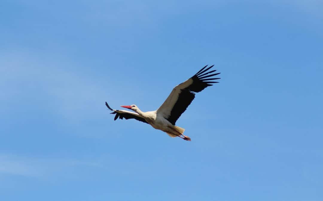 Frühlingsbote: Erster Weißstorch des Jahres in Marchegg gelandet