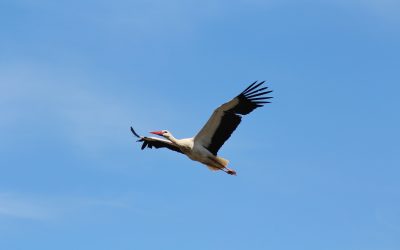 Frühlingsbote: Erster Weißstorch des Jahres in Marchegg gelandet