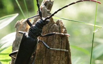 Vorlesegeschichte: Ein Bockkäfer erzählt