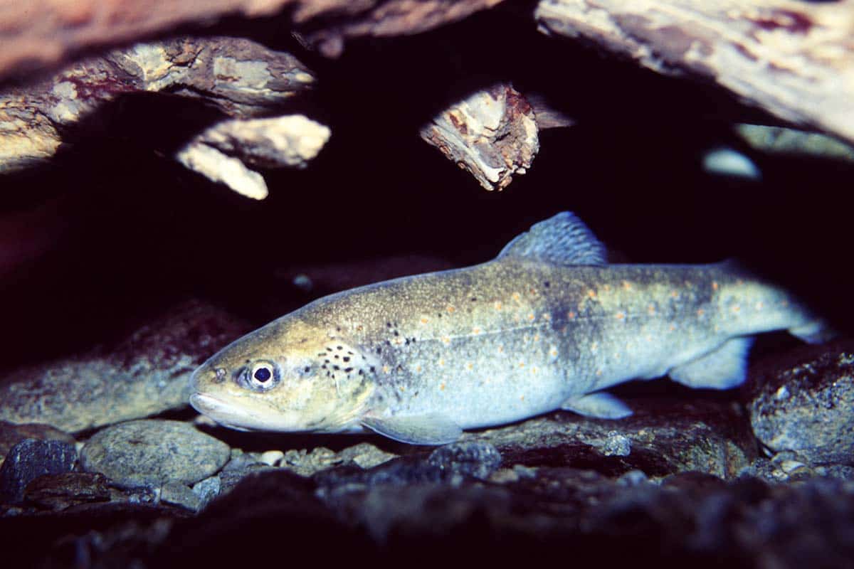 Bachforelle (c)Vorauer_WWF Bachforelle