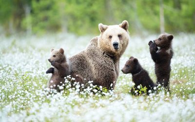 Diese 5 Tiere läuten den Frühling ein