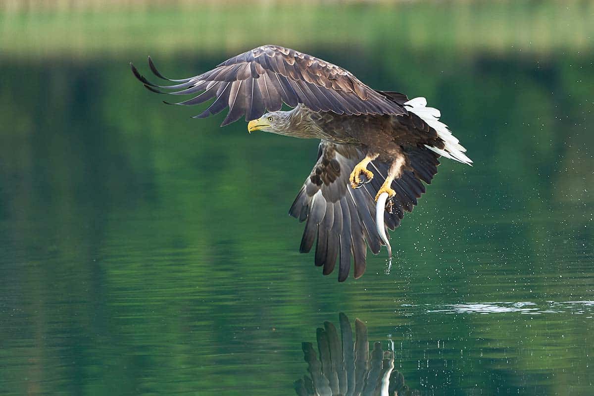 Ein Seeadler fängt einen Fisch Seeadler