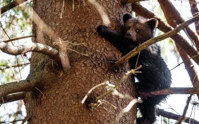 Ermöglichen Sie rumänischen Waisenbären den Start ins Leben
