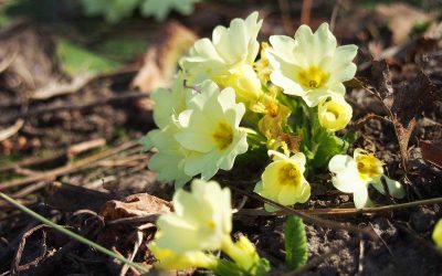 4 Frühblüher – so schön ist der heimische Frühling