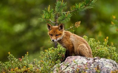 5 heimische Tierbabys im Frühling