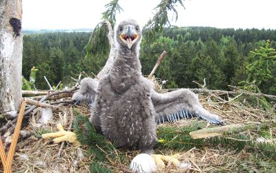 Good News: 90 Seeadler-Paare leben bereits in Österreich
