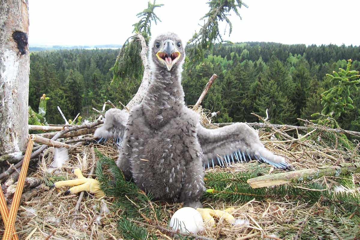 Seeadler Jungtier (c) Björn Beckmann Seeadler