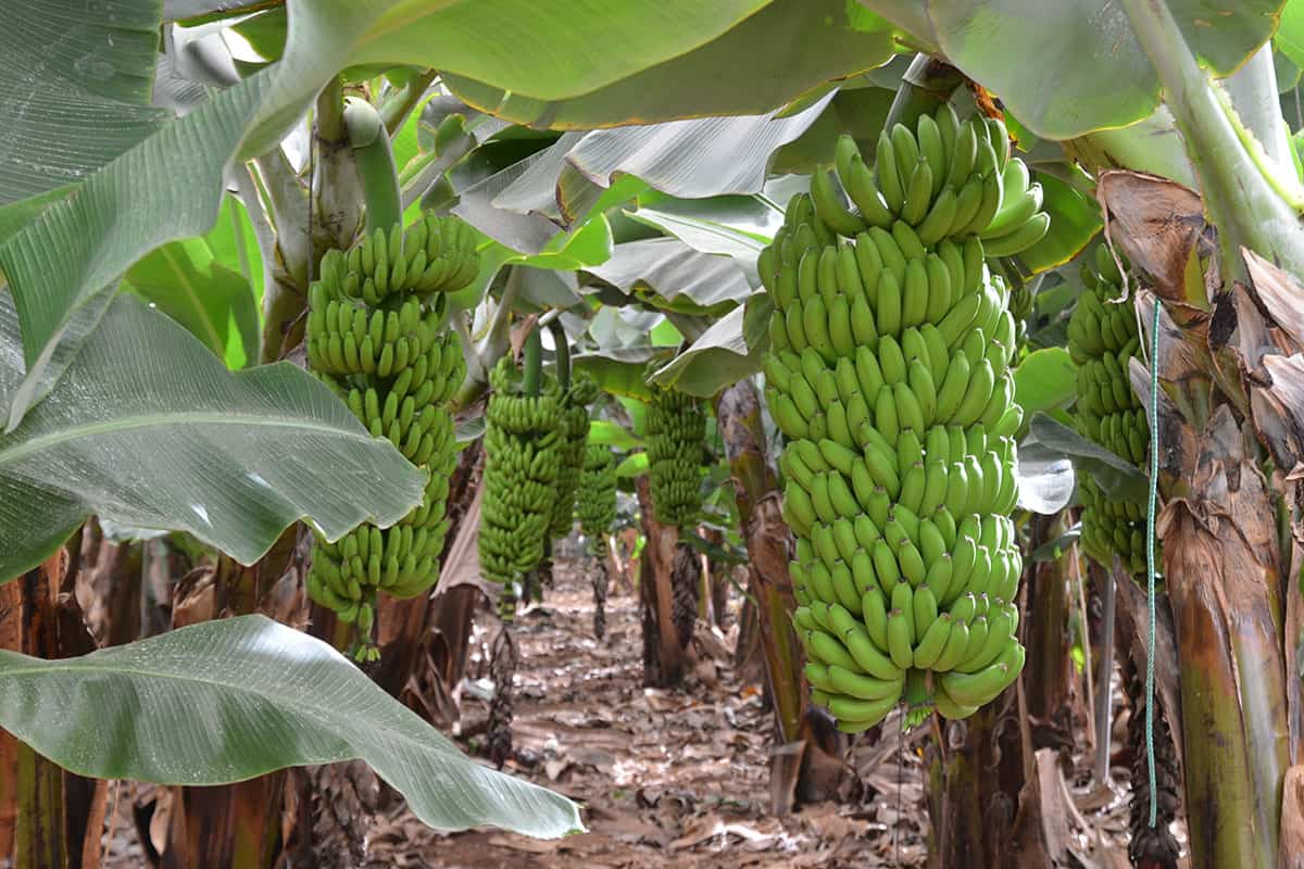 Bananenplantage mit grünen Bananen (c) AdobeStock 184282055 Bananenplantage mit grünen Bananen
