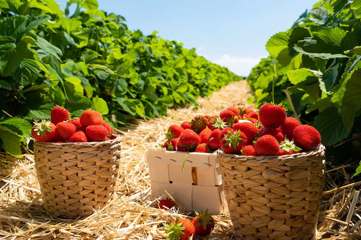 Erdbeerfeld (c) AdobeStock 586542140 Erdbeerfeld