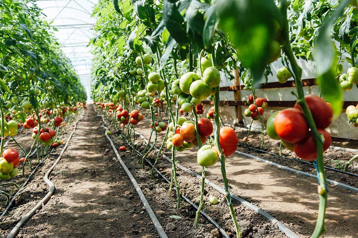 Tomaten im Glashaus (c) AdobeStock 156120802 Tomaten im Glashaus
