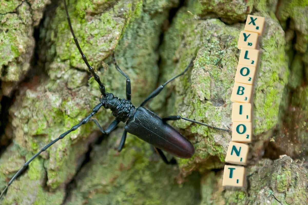 Xylobiont - Eichenbock- Bernhardsthal (c )Egger Xylobiont - Eichenbock- Bernhardsthal