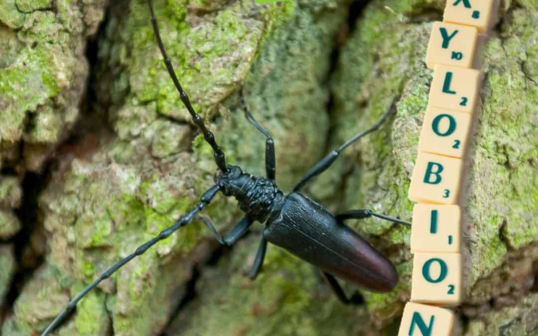 Xylobiont - Eichenbock- Bernhardsthal