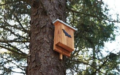 Hilfe für Fledermäuse: Baue ihnen ein Haus