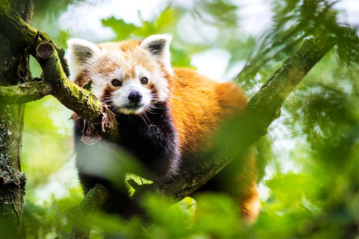 Roter Panda Roter Panda