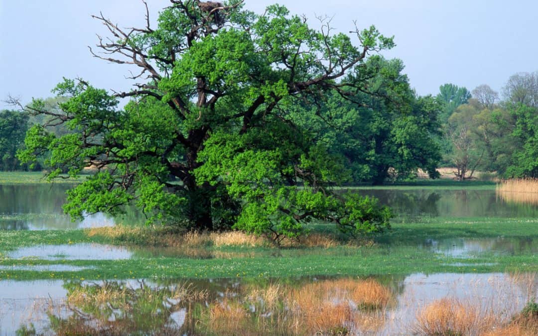 WWF zum EU-Naturschutzpaket: „Riesige Chance zur Bekämpfung der Biodiversitäts- und Klimakrise“
