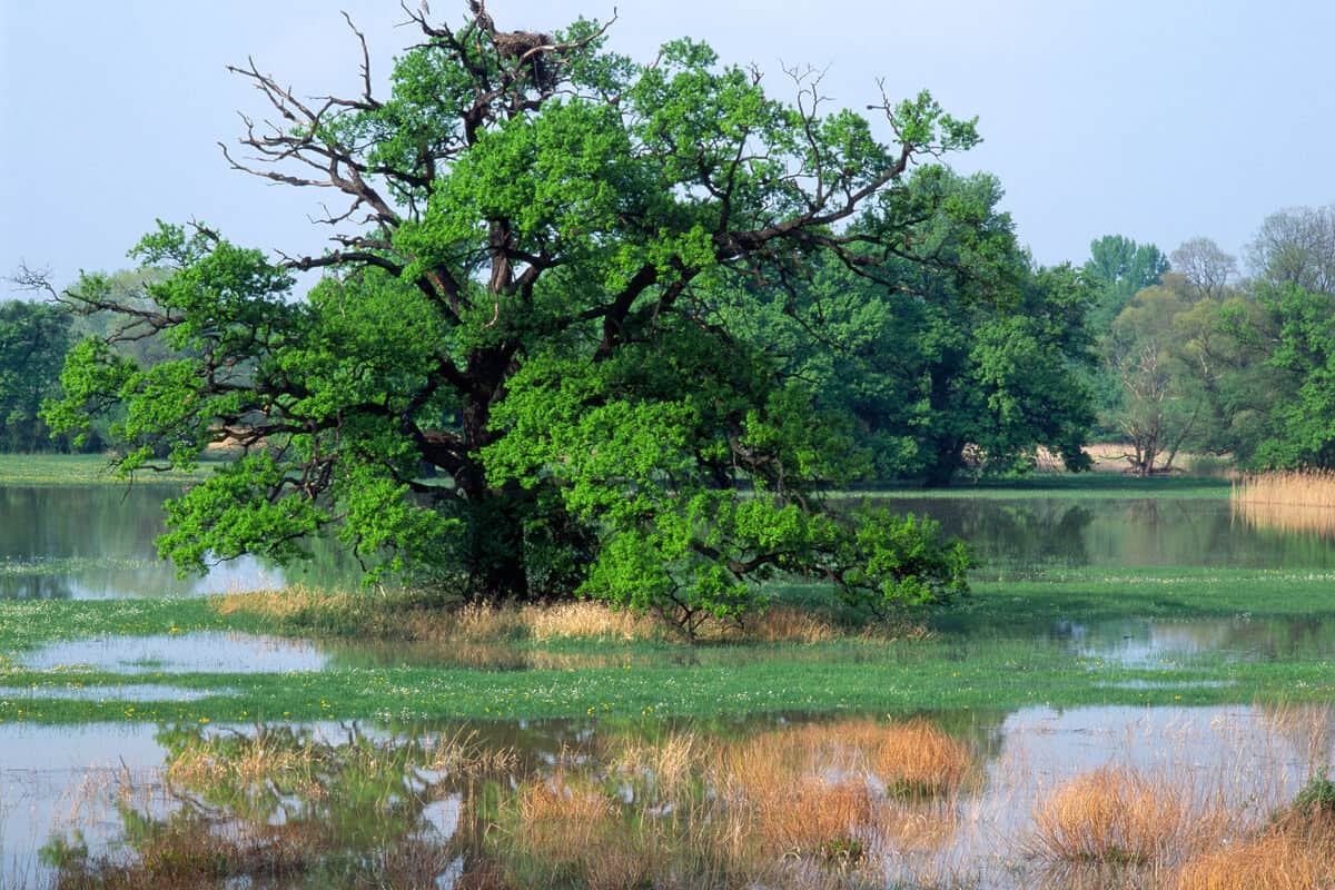 Die-Natur-ist-unsere-wichtigste-Verbuendete-im-Kampf-gegen-die-Klima-und-Biodiversitaetskrise©F.Hahn_4nature