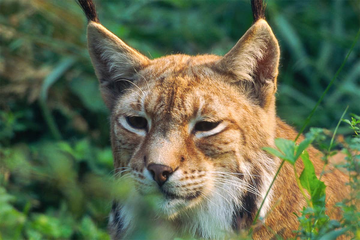 Luchs (c) H. Glader/4nature