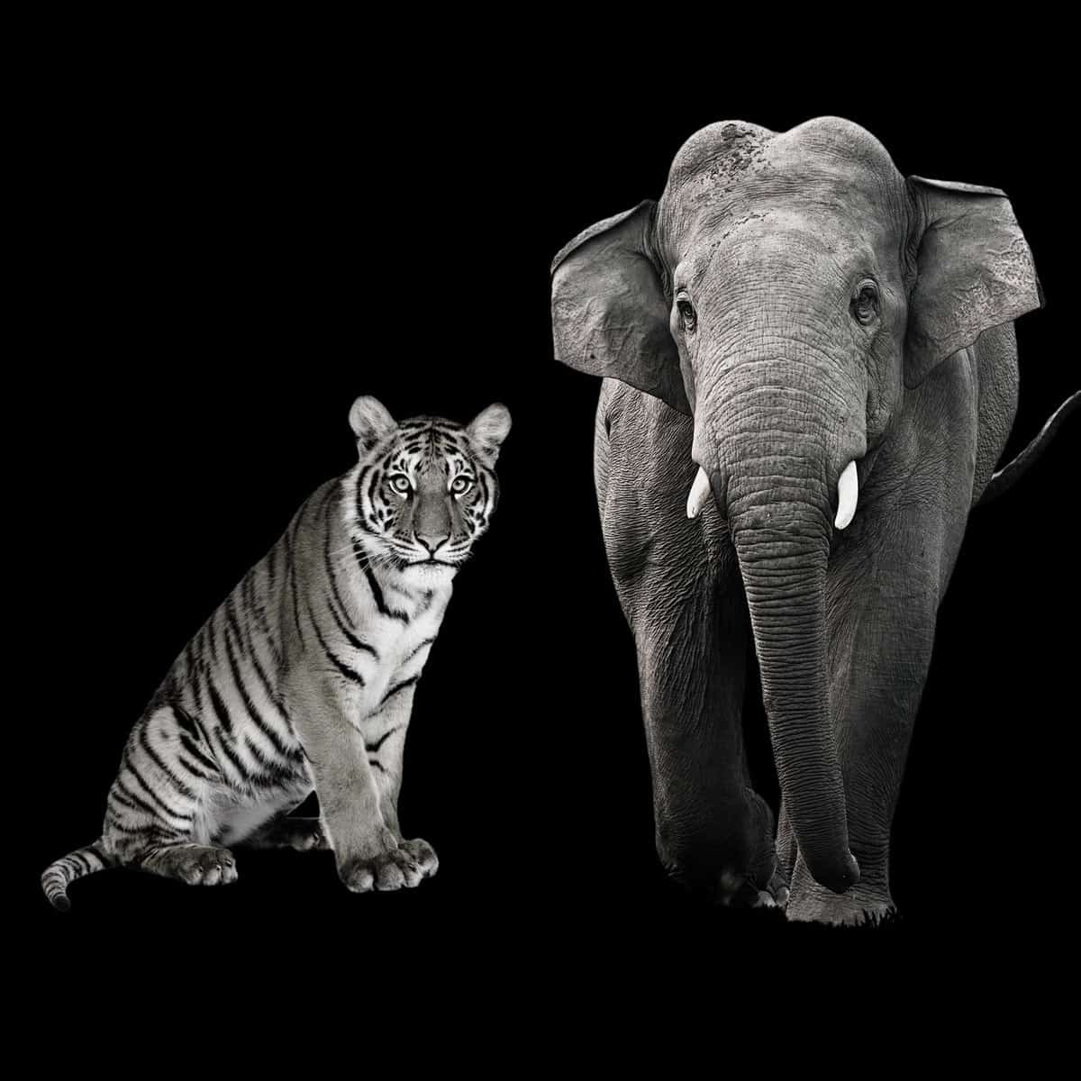 Stopp Wilderei Tiger & Elefant Stopp Wilderei Tiger & Elefant