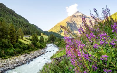 WWF und BirdLife: Österreich muss sich für starkes EU-Naturschutzpaket einsetzen