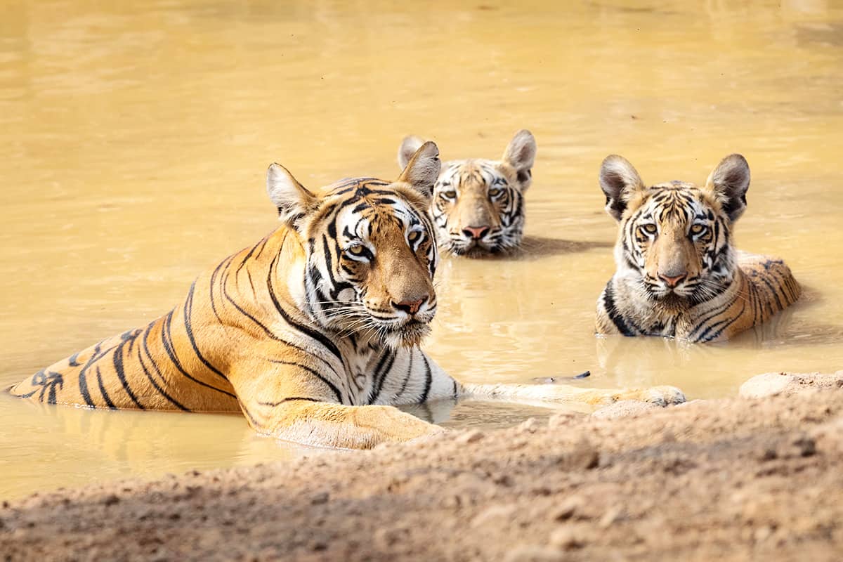 Eine Tigermutter mit zwei Jungen in Tadoba Andhari/Indien Tiger