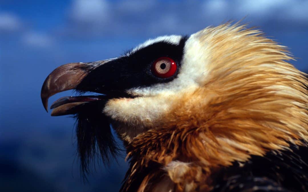 Gypaetus barbatus Lammergeier (Bearded Vulture) Ethiopia