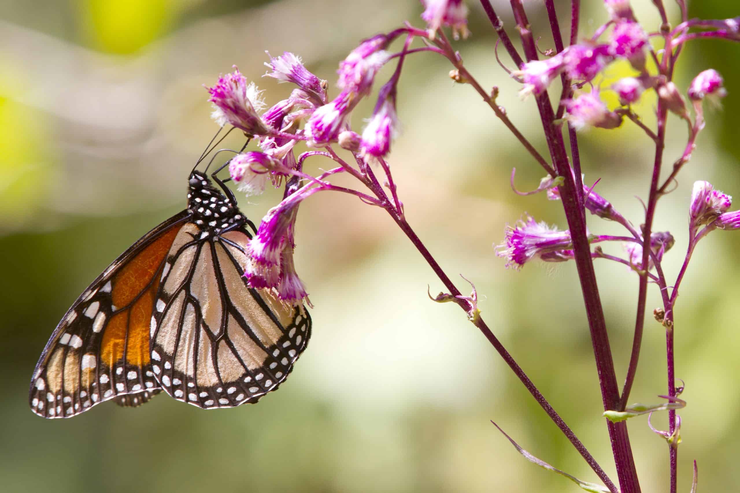 Monarchfalter_Danaus-plexippus-c-Court-WhelanNatural-Habitat-Adventures