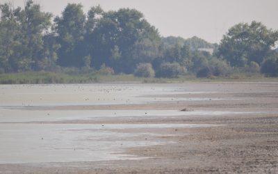 Neusiedler See: Darum wäre eine Wasserzuleitung eine ökologische Katastrophe