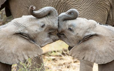 Good News: Europa sagt mit Renaturierungsgesetz Ja zur Natur