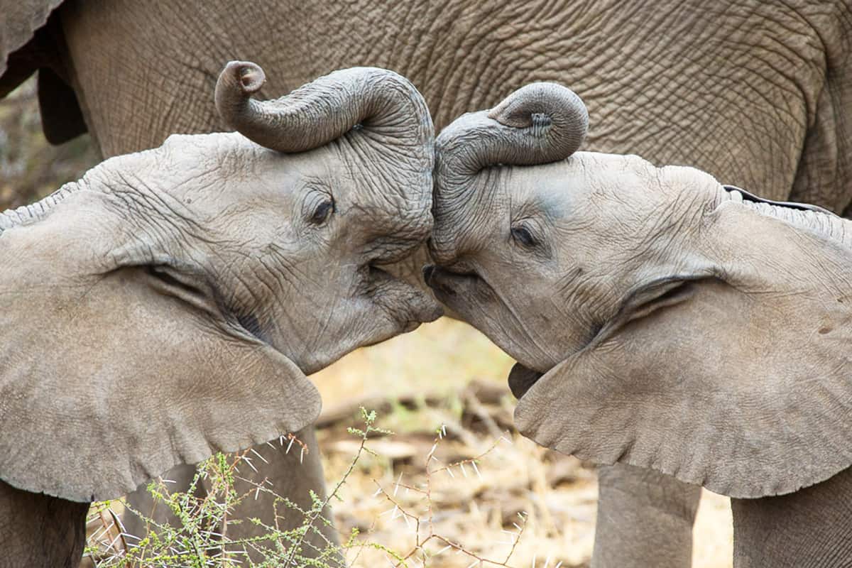 Elefanten. (c) Jay Williams Elefant