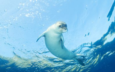 5 gefährdete Arten aus dem Mittelmeer