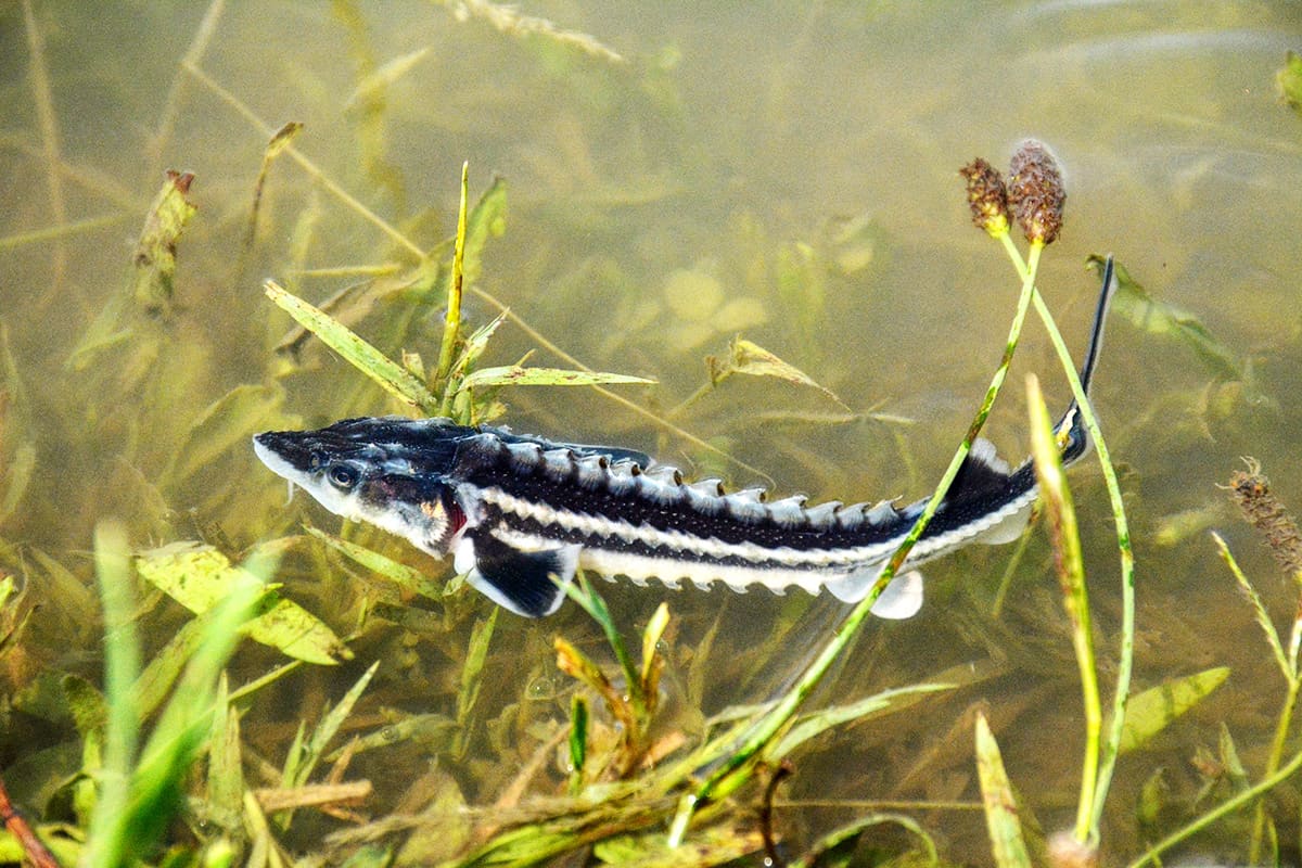 Stör. (c) WWF Bulgarien Stör