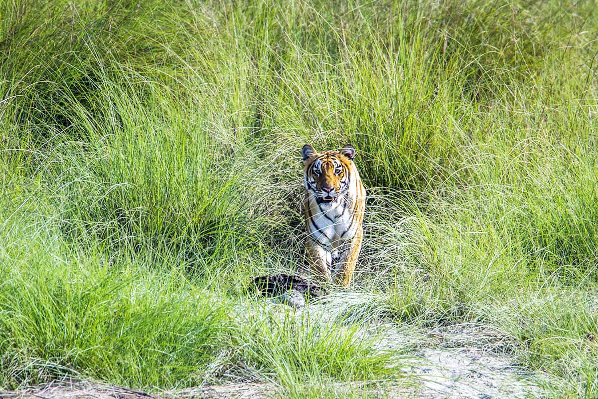 wwf-at_Tiger_Gras_(c)Shutterstock_PACO COMO_WWF-International Tiger