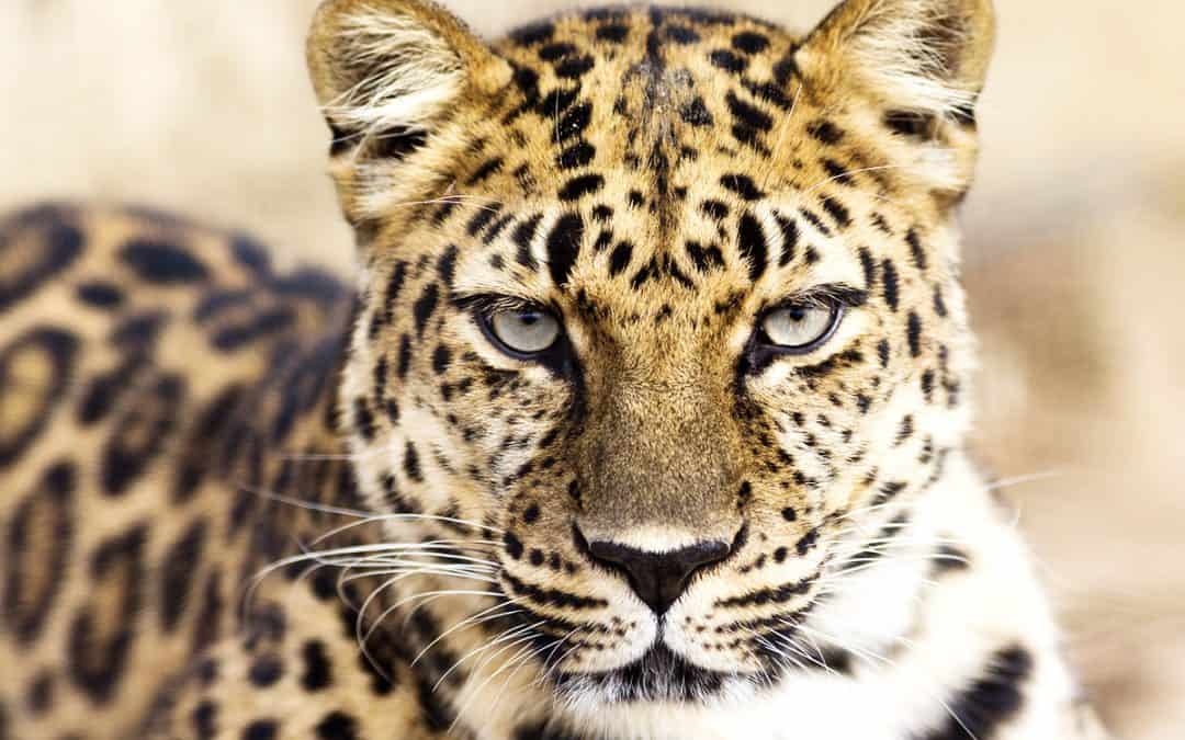 Indochinesischer Leopard