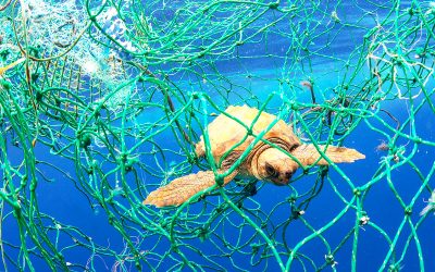 WWF-Erfolg: Künstliche Intelligenz spürt Geisternetze auf