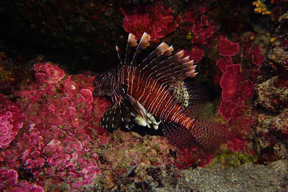 wwf-at_Rotfeuerfisch_Mittelmeer_(c)adobe-stock.com Rotfeuerfisch
