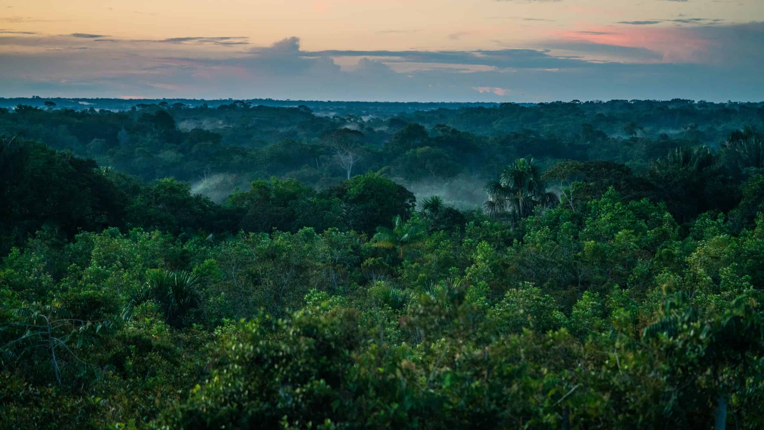 Amazon forest canopy at sunset, La Chorrera, Amazonas Department, Colombia.© Luis Barreto/WWF-UK
