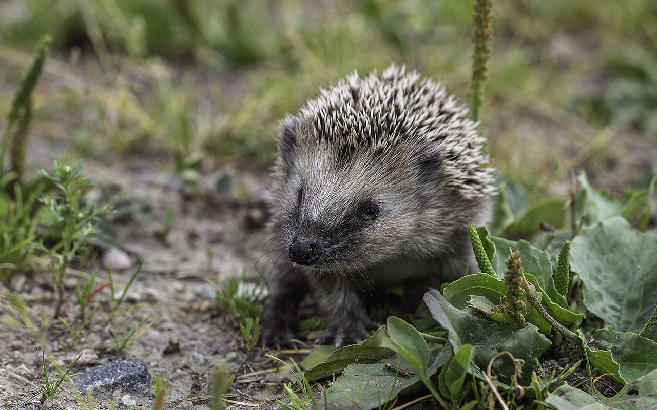 European Hedgehog, Igelkott (Erinaceus europaeus), kid on adventure.