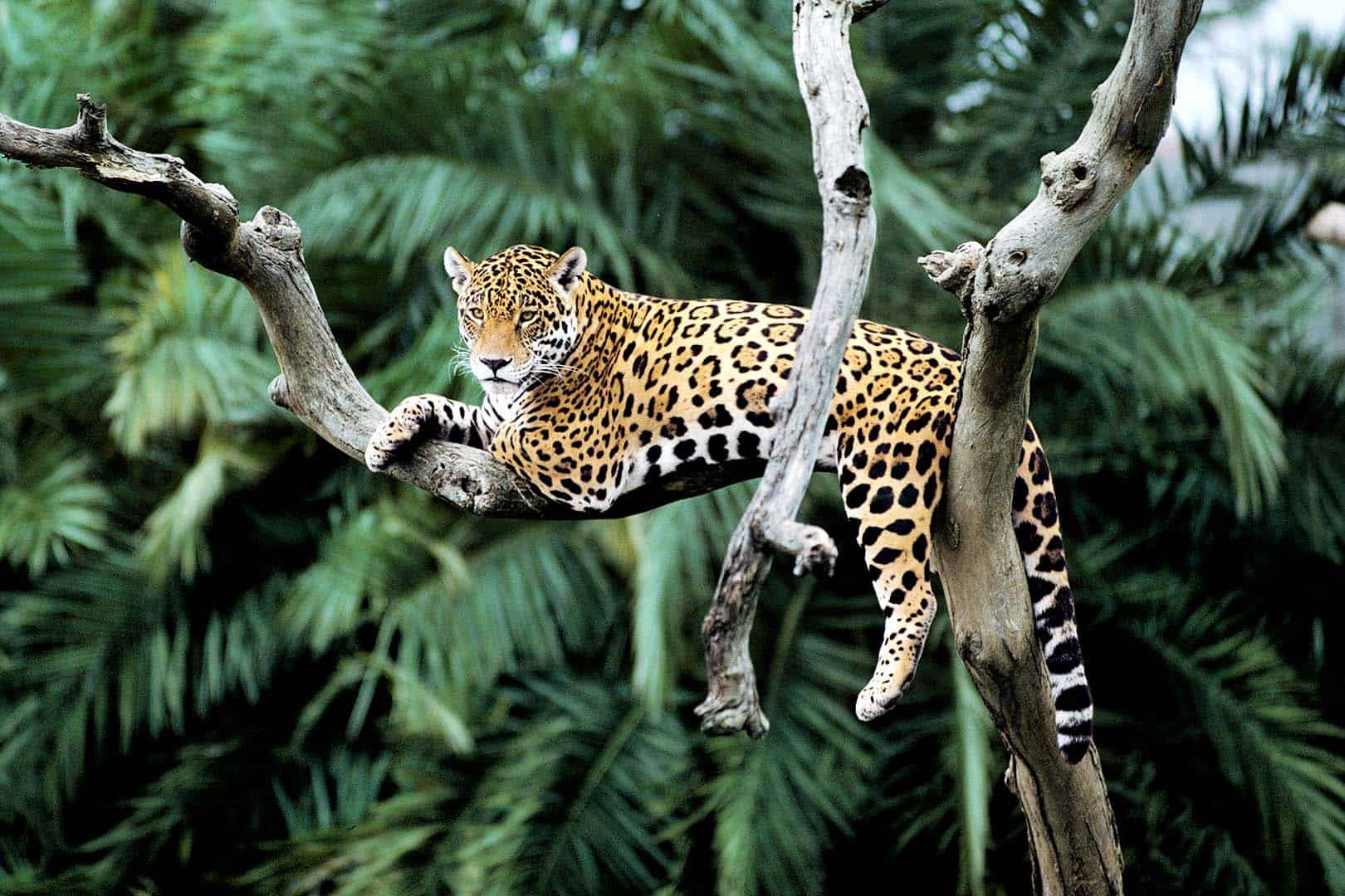 wwf-at_Jaguar_Startseite_(c)Y.-J. Rey-Millet_WWF Jaguar