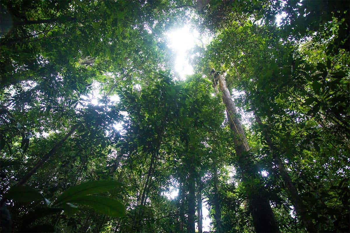 Waldschutzgesetz Regenwald(c)Emmanuel Rondeau/WWF France