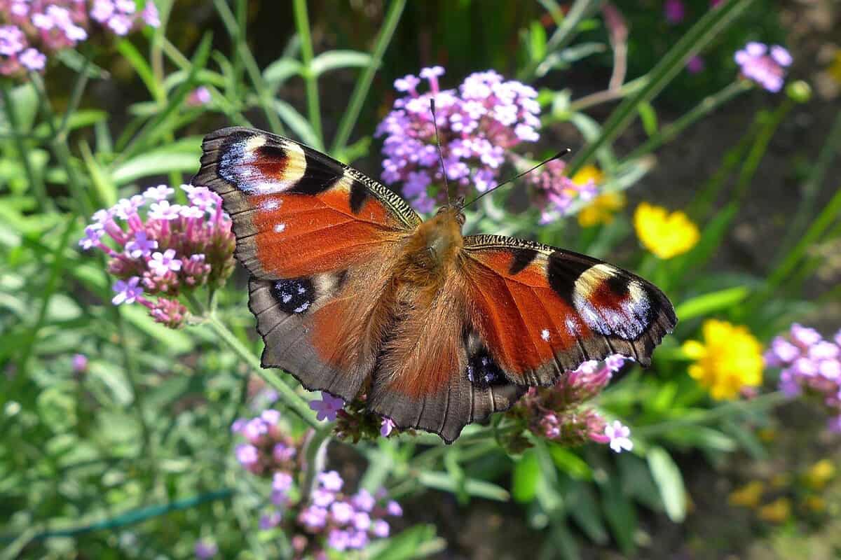 Schmetterling auf einer Blumenwiese. (c) Makrowilli