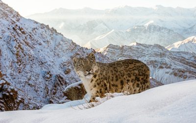 Schneeleopard, Geist der Berge
